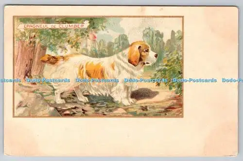 R759681 Epageul de Clumber Dog