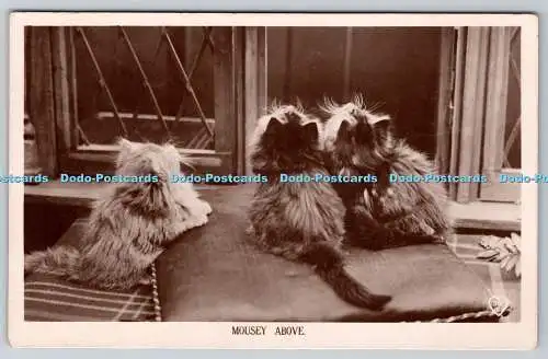 R759688 Mousey Above Cats Hart Publishing Co Ltd RP