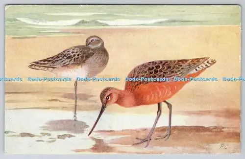 R763047 Bar Tailed Godwit Bird R S Serie