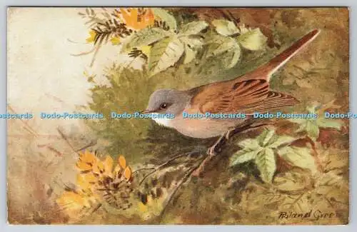 R763048 Whitethroat Bird R S Art Press Roland Green