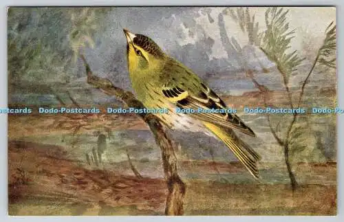 R763049 Siskin Bird R S Art Press Roland Green