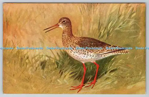 R763051 Redshank Bird R S Art Press Roland Green