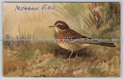 R763052 Meadow Pipit Bird R S Art Press Roland Green