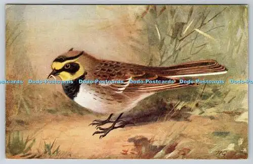 R763053 Shore Lark Bird R S Art Press Roland Green