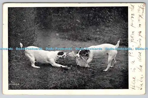 R764781 Two Dogs The Premier Series No 2051 Picture Post Card