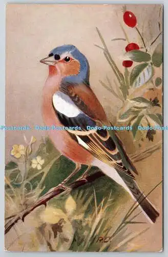 R764908 Chaffinch Ruskin Studio R S Serie