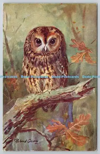 R764909 Brown Owl Bird Ruskin Studio R S Series Roland Green