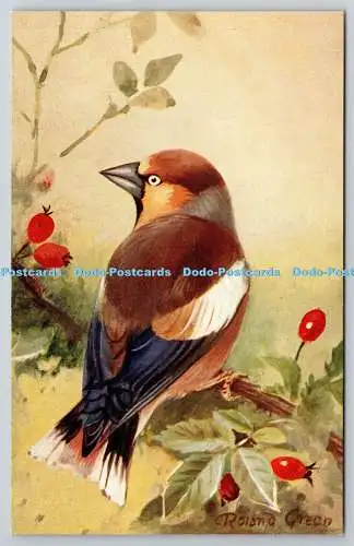 R764910 Hawfinch Bird R S Art Press R S Series Roland Green