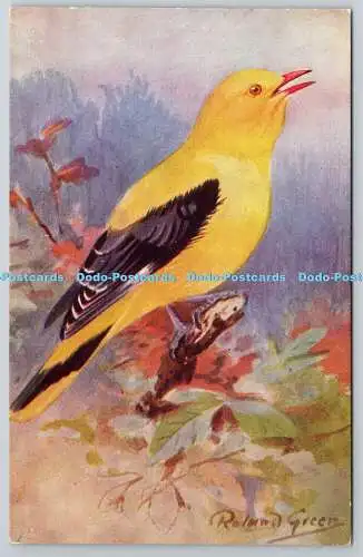 R764916 Golden Oriole Bird R S Series Roland Green