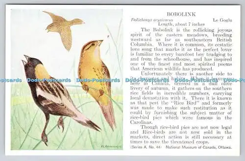 R763253 Ottawa National Museum of Canada Bobolink Bird Series A No 44 F C Hennes