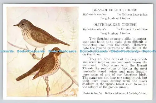 R763256 Ottawa National Museum of Canada Gray Cheeked Thrush Olive Backed Thrush