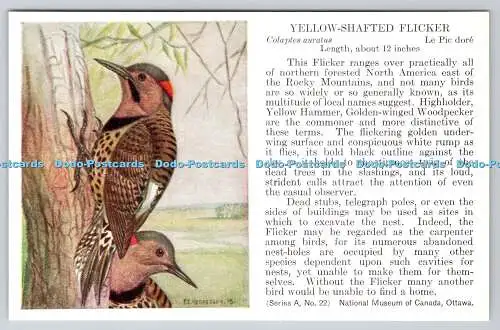 R763258 Ottawa National Museum of Canada Yellow Shafted Flicker Bird Series A No