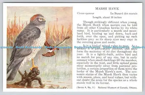 R763261 Ottawa National Museum of Canada Marsh Hawk Bird Series A No 11 Allan Br