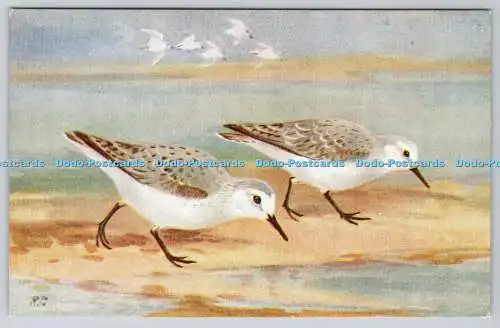 R763264 Sanderling Bird Ruskin Studio R S Serie