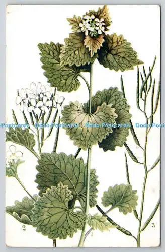 R765328 Garlic Mustard A and C Black Soho Square London British Wild Flowers Ser