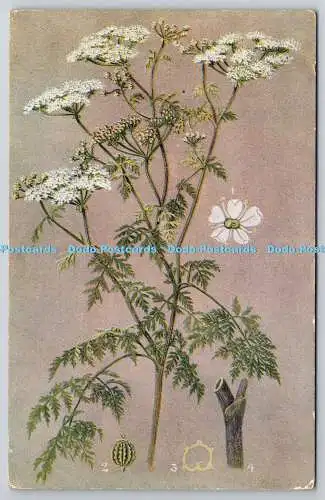 R765331 Hemlock A and C Black Soho Square London British Wild Flowers Series No