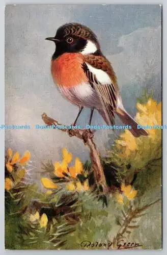 R765458 Stonechat Bird R S Art Press R S Series Roland Green