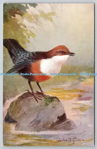 R765461 Dipper Bird R S Art Press R S Serie Roland grün