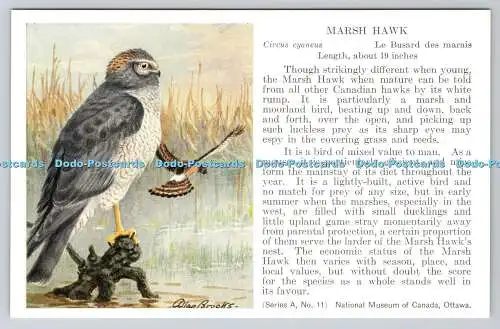 R763815 Ottawa National Museum of Canada Marsh Hawk Bird Series A No 11 Allan Br