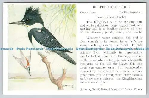 R763816 Ottawa National Museum of Canada Belted Kingfisher Bird Series A No 21 F