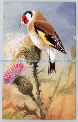 R765547 Goldfinch Bird R S Serie