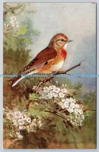 R765549 Linnet Bird Ruskin Studio R S Serie