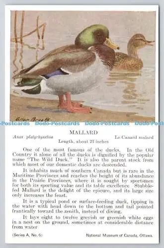 R765558 Ottawa National Museum of Canada Mallard Bird Serie A Nr. 6 Allan Brooks