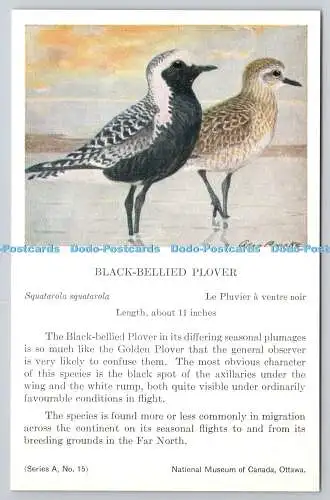 R765560 Ottawa National Museum of Canada Black Bellied Plover Bird Series A No 1