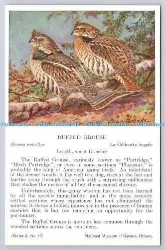 R765561 Ottawa National Museum of Canada Ruffed Grouse Bird Series A No 12 Allan