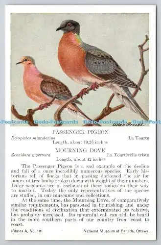 R765562 Ottawa National Museum of Canada Passenger Pigeon Mourning Dove Series A