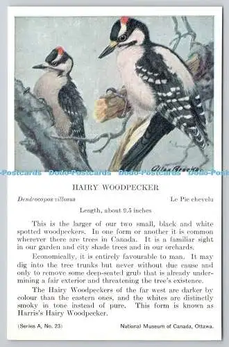 R765567 Ottawa National Museum of Canada Hairy Woodpecker Bird Series A No 23 Al