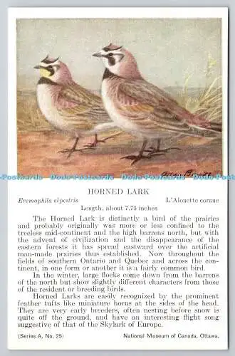 R765568 Ottawa National Museum of Canada Horned Lark Bird Series A No 25 Allan B