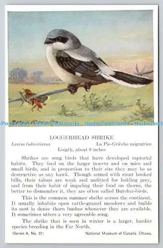 R765572 Ottawa National Museum of Canada Loggerhead Shrike Bird Serie A Nr 37 A