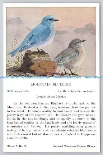 R765573 Ottawa National Museum of Canada Mountain Bluebird Serie A Nr 36 Allan