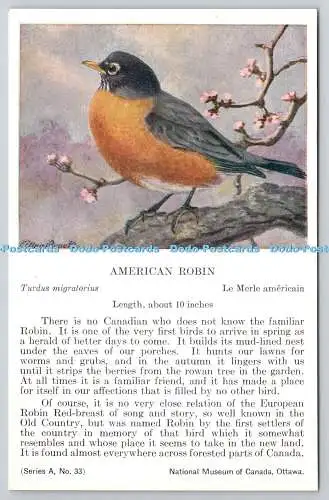 R765574 Ottawa National Museum of Canada American Robin Bird Serie A Nr 33 Alla