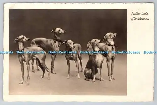 R764077 Italienische Windhunde Dogs N P G