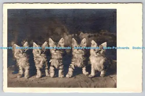 R764139 Cats N P G PM Montreux 1933