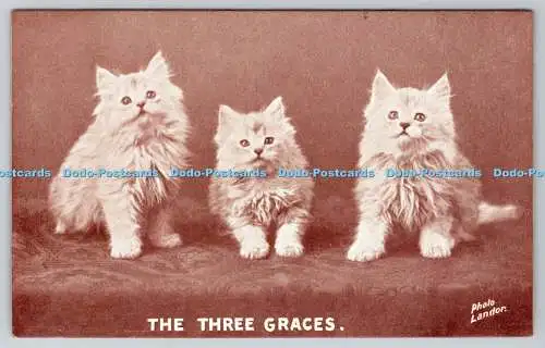 R764200 The Three Graces Cats H Vertigen London Lander