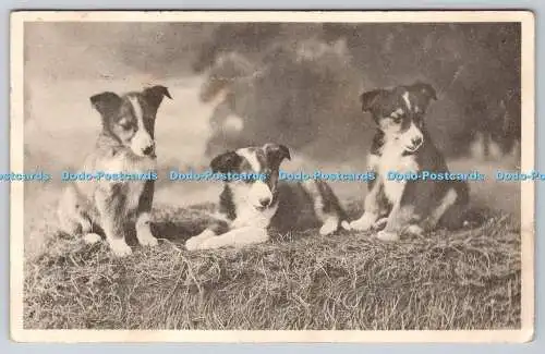 R764231 Drei Hunde Davidson Bros Bildpostkarten Unsere Haustiere Serie Nr 6055