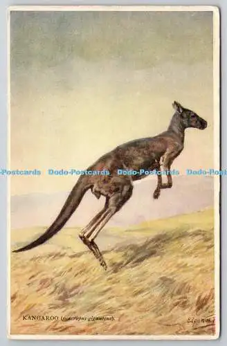 R765915 Kangaroo A and C Black Soho Square London Natural History Animals Series