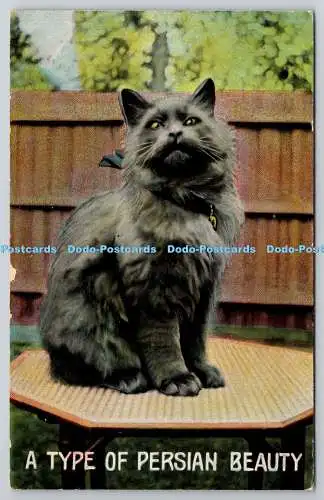 R765920 A Type Of Persian Beauty Cat The Blue Persian Series