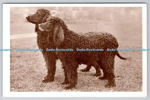 R764321 Irish Water Spaniel R P Hunde Echtfotos Victoria House Southport E