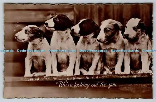 R764348 We re Looking Out For You Dogs RP 1932