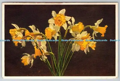 R764353 Narzissen Blumen Jonquil J Burrow London Stehli