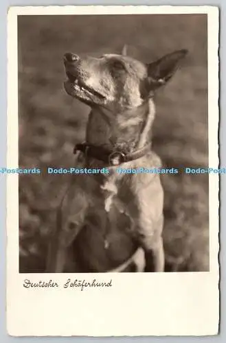 R764443 Deutscher Schaferhund Hund N P G