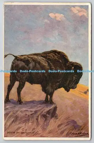 R766068 Bison Bos Americanus A and C Black Ltd Animals No 83 Edgar H Fisher