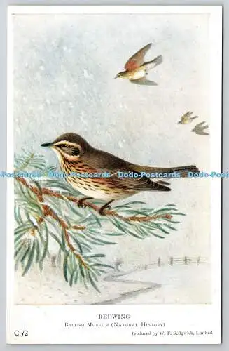 R766073 Redwing British Museum Natural History W F Sedgwick Limited