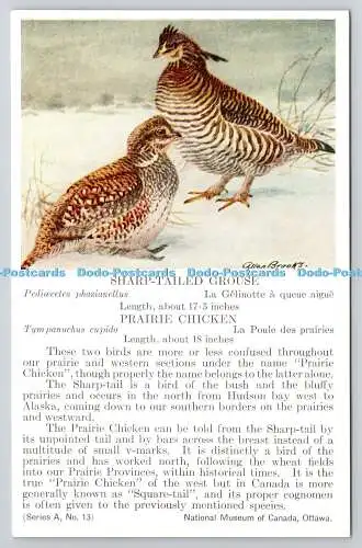 R766077 Sharp tailed Grouse Prairie Chicken National Museum of Canada Serie A N