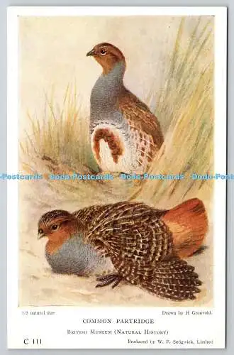 R766092 Common Partridge British Museum W F Sedgwick Limited H Gronvold