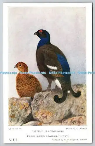 R766095 British Blackgrouse British Museum W F Sedgwick Limited H Gronvold